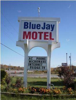 Blue Jay